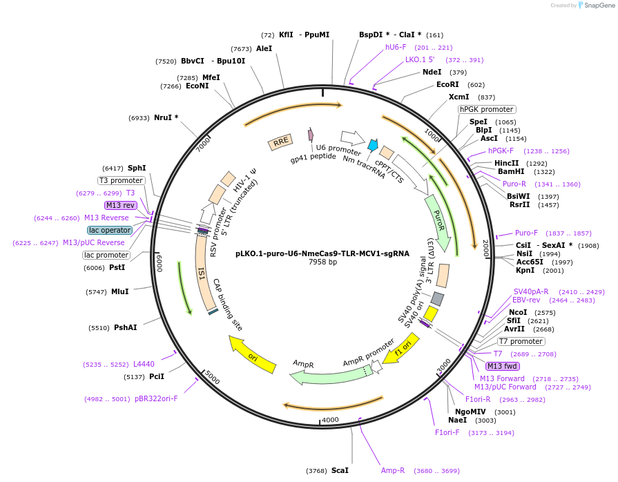 117407-plasmid-map-sequence-id-225034