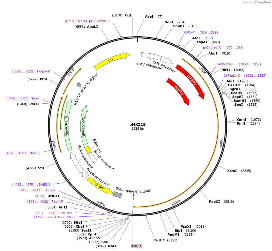 23008-plasmid-map-sequence-id-225044