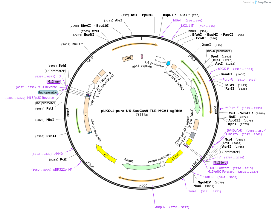 117409-plasmid-map-sequence-id-225056