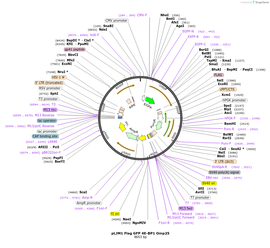 112760-plasmid-map-sequence-id-225103