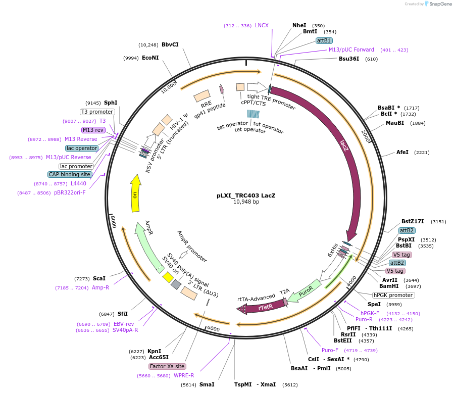 111184-plasmid-map-sequence-id-225109