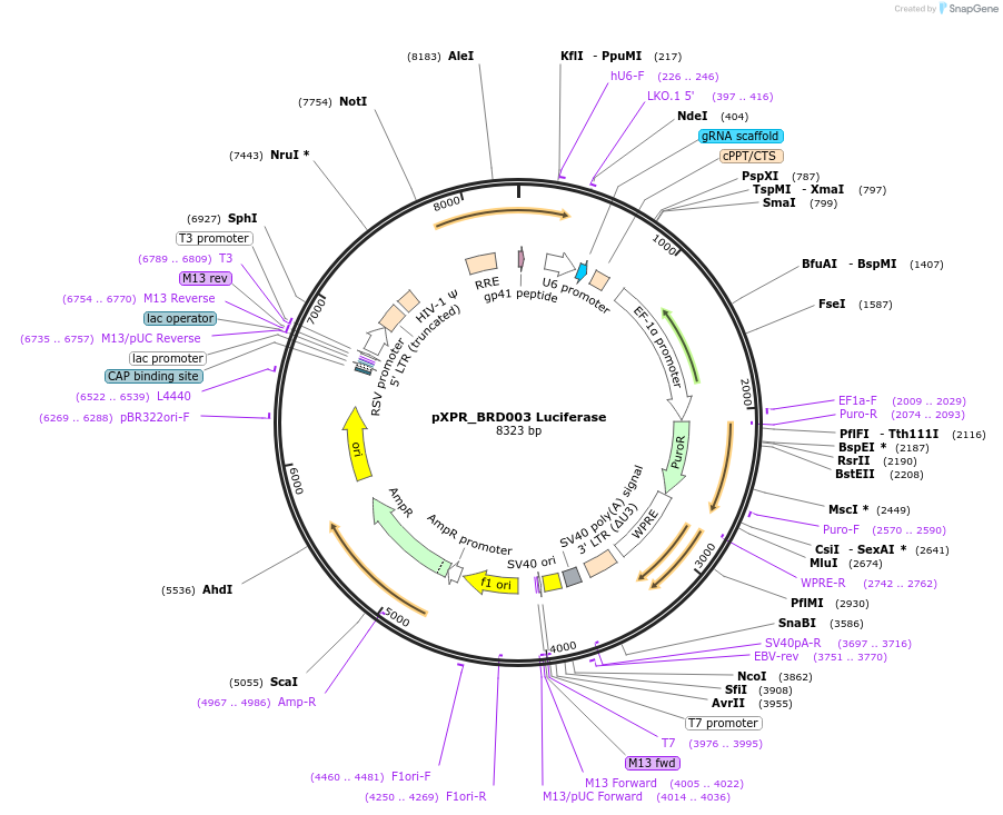 117072-plasmid-map-sequence-id-225123