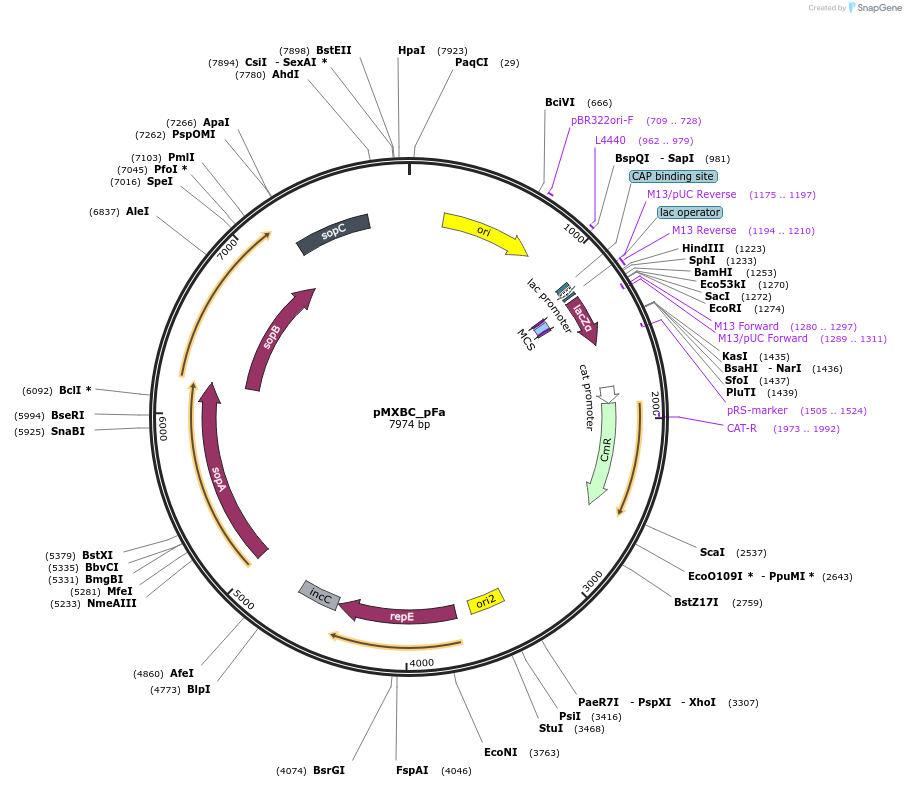114249-plasmid-map-sequence-id-225125