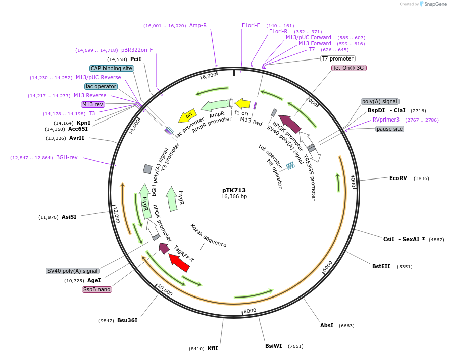 114699-plasmid-map-sequence-id-225127