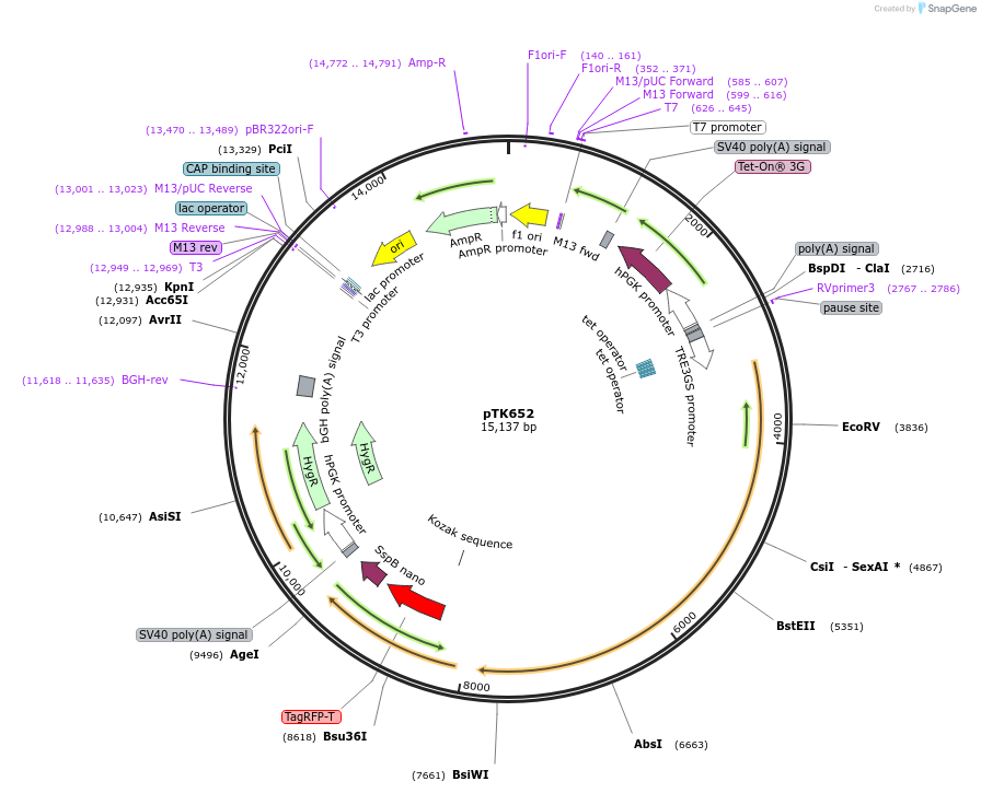 114700-plasmid-map-sequence-id-225131