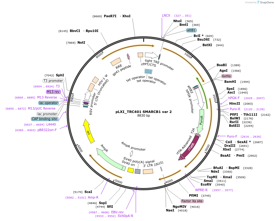 111182-plasmid-map-sequence-id-225132