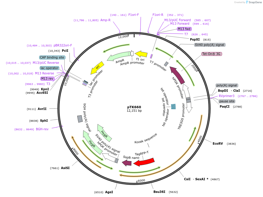 114702-plasmid-map-sequence-id-225135