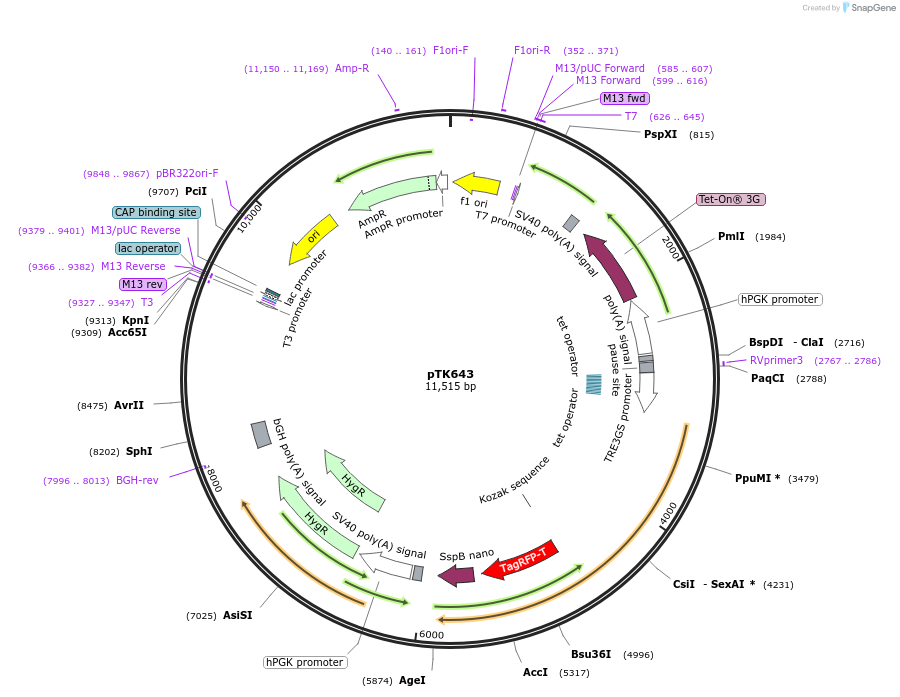 114703-plasmid-map-sequence-id-225137