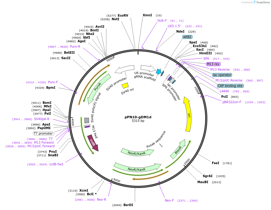 114387-plasmid-map-sequence-id-225153
