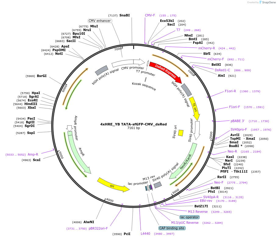 117399-plasmid-map-sequence-id-225158