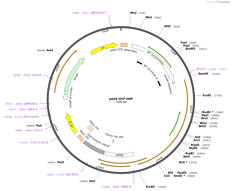 117185-plasmid-map-sequence-id-225161