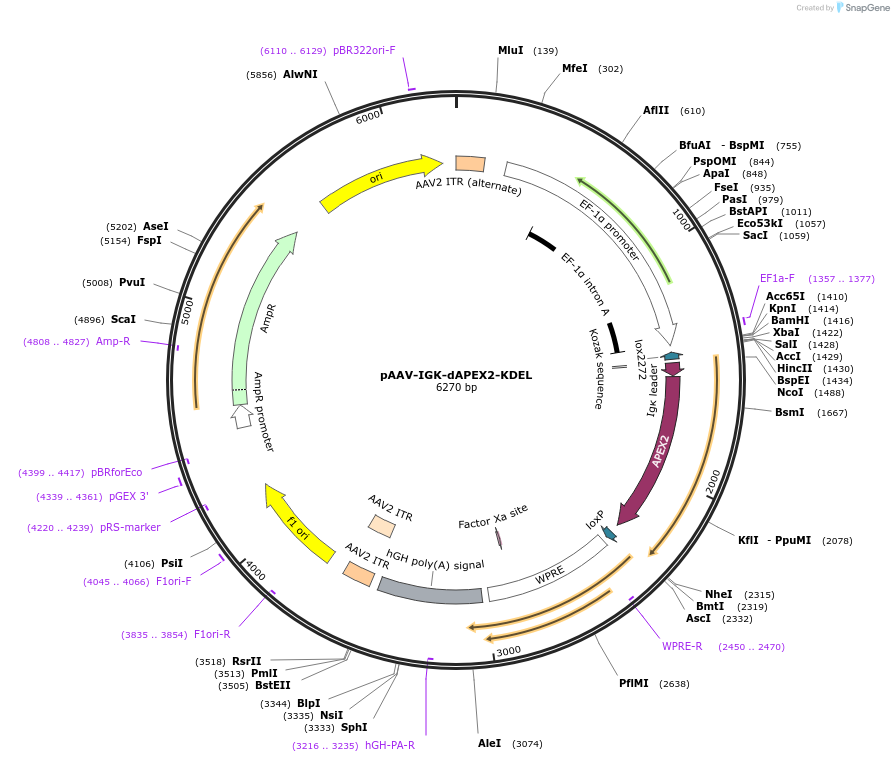 117182-plasmid-map-sequence-id-225165