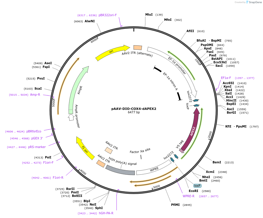 117177-plasmid-map-sequence-id-225170