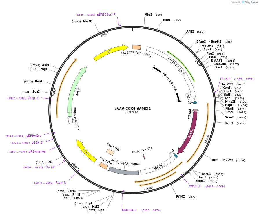 117176-plasmid-map-sequence-id-225174