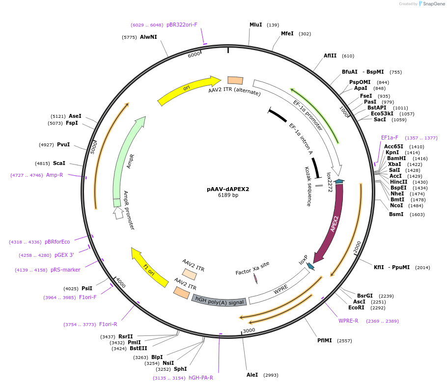 117173-plasmid-map-sequence-id-225175
