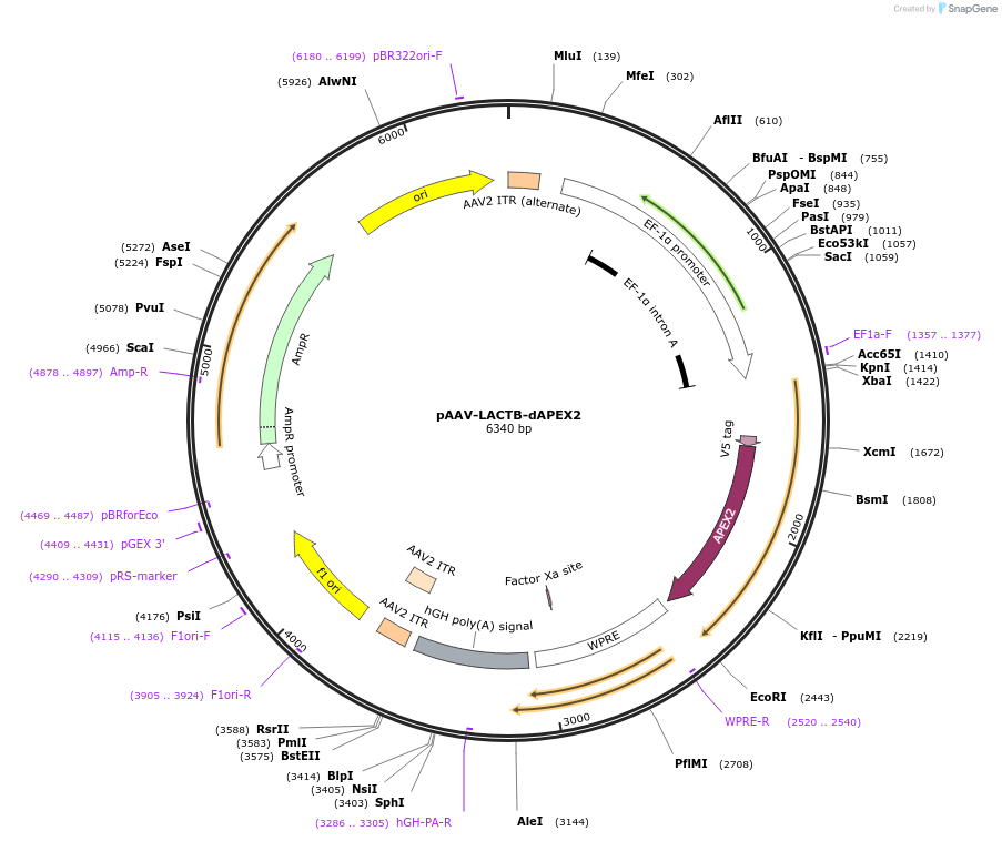 117179-plasmid-map-sequence-id-225188