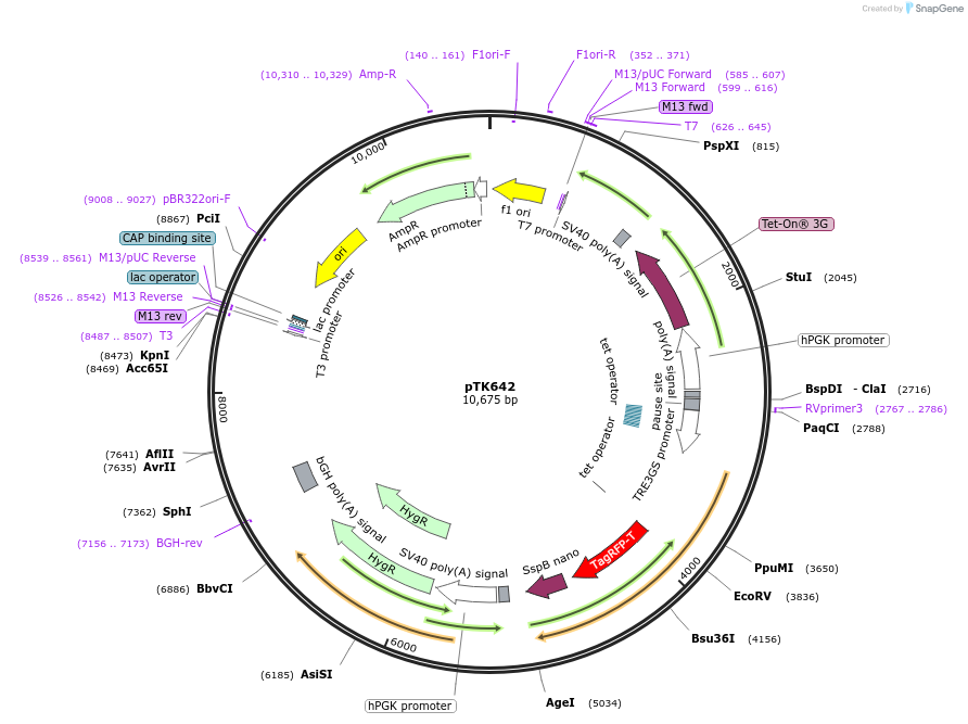 114706-plasmid-map-sequence-id-225190