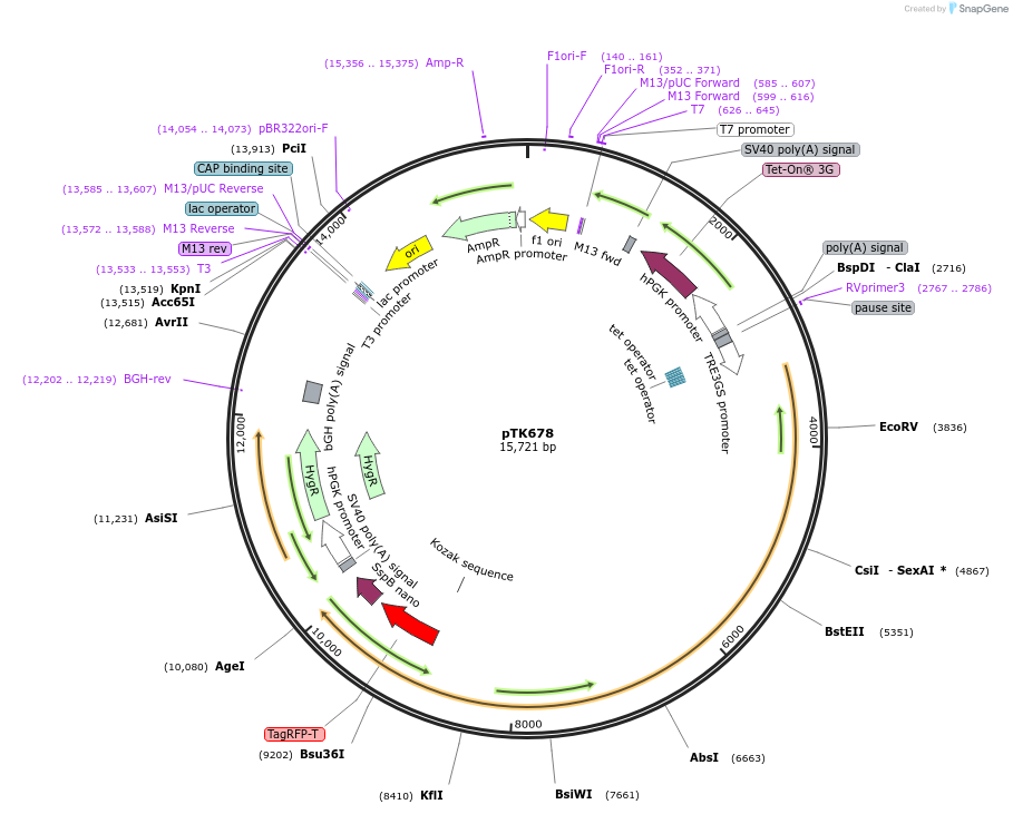 114707-plasmid-map-sequence-id-225191