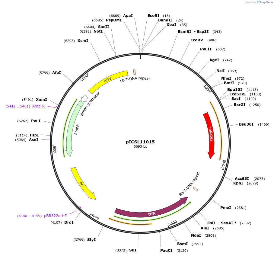 117499-plasmid-map-sequence-id-225201