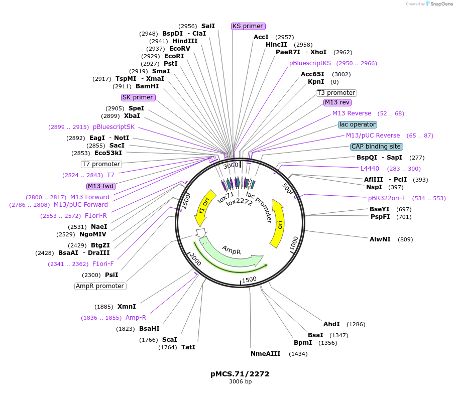 22732-plasmid-map-sequence-id-225209