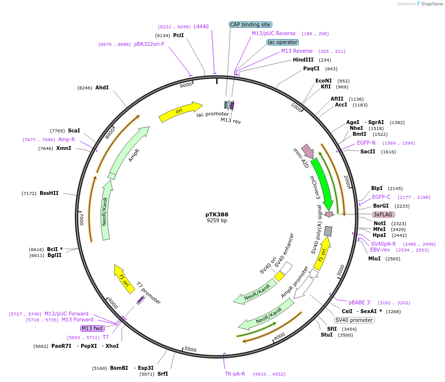 114713-plasmid-map-sequence-id-225210