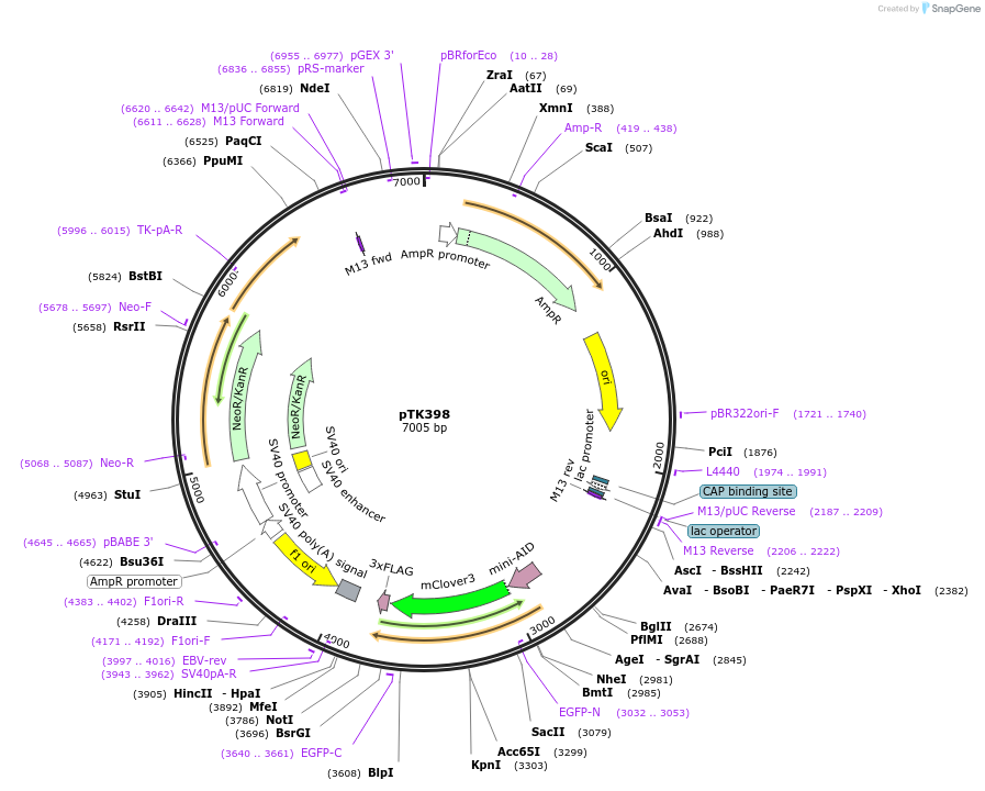 114714-plasmid-map-sequence-id-225211