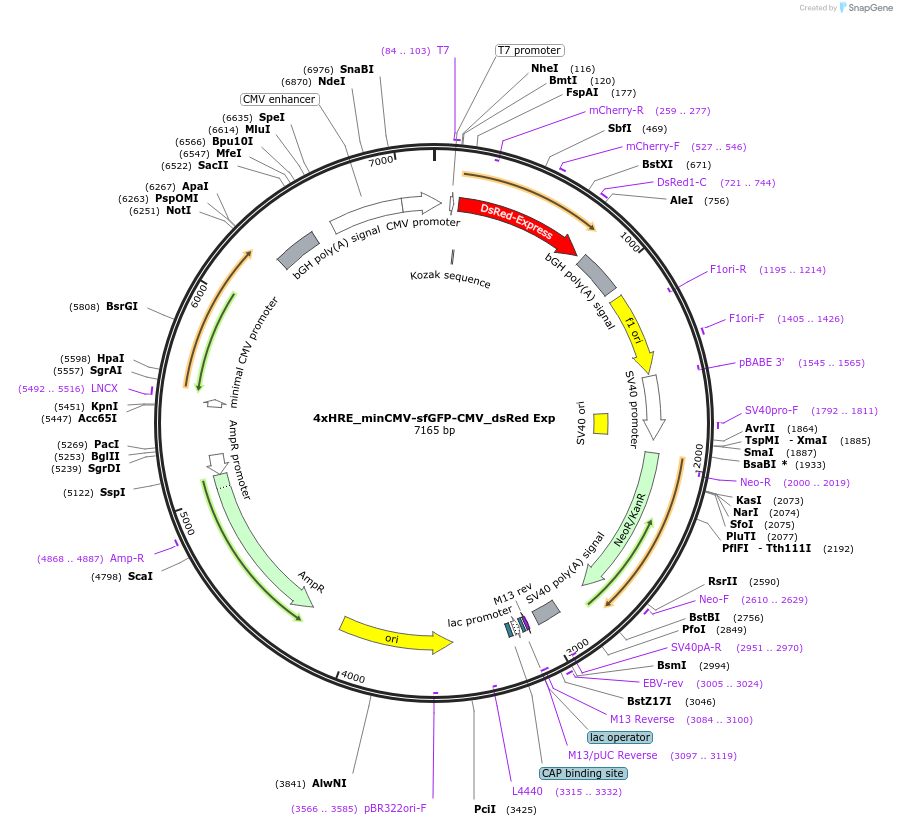 117401-plasmid-map-sequence-id-225218