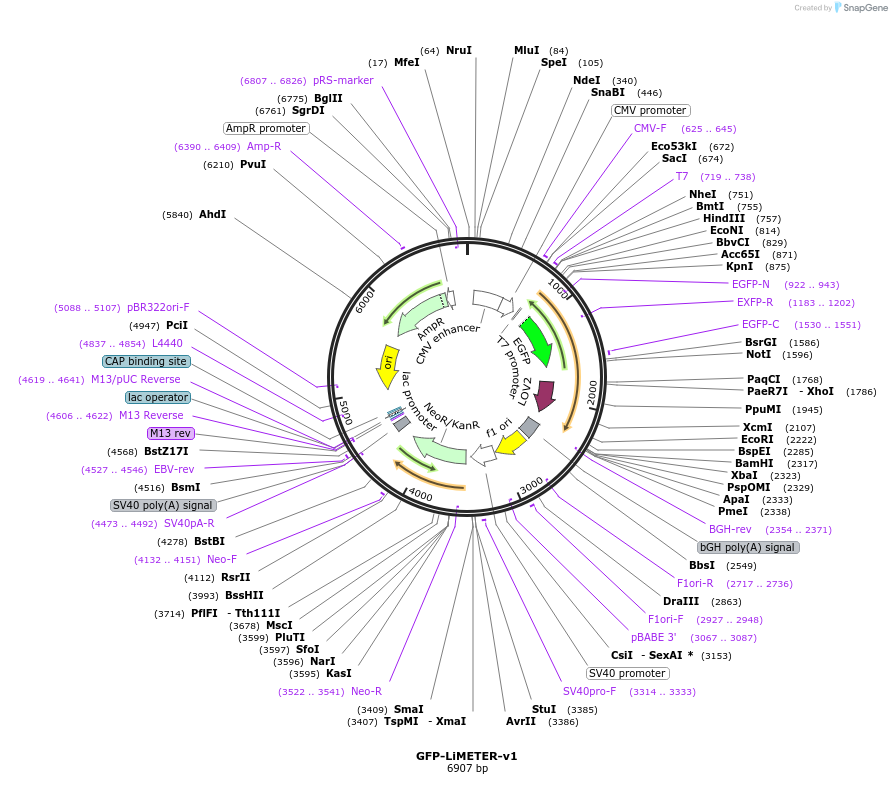 113933-plasmid-map-sequence-id-225305