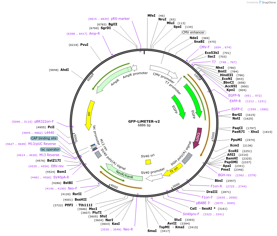 113934-plasmid-map-sequence-id-225307