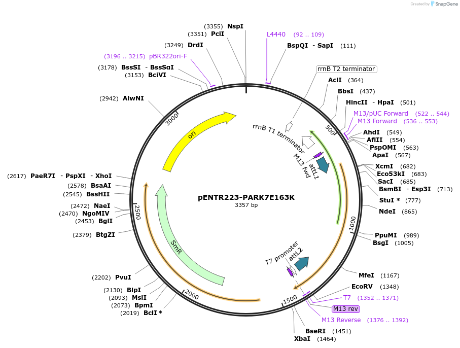 115181-plasmid-map-sequence-id-225337