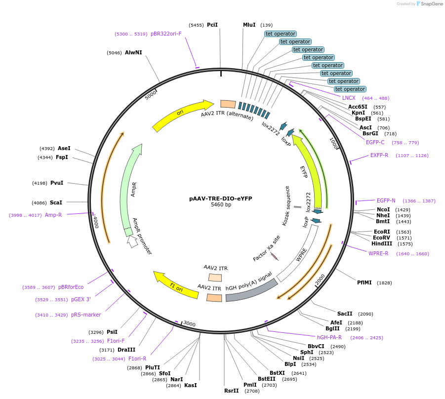117383-plasmid-map-sequence-id-225365