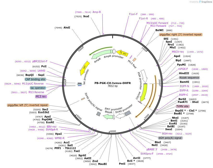 116042-plasmid-map-sequence-id-225374