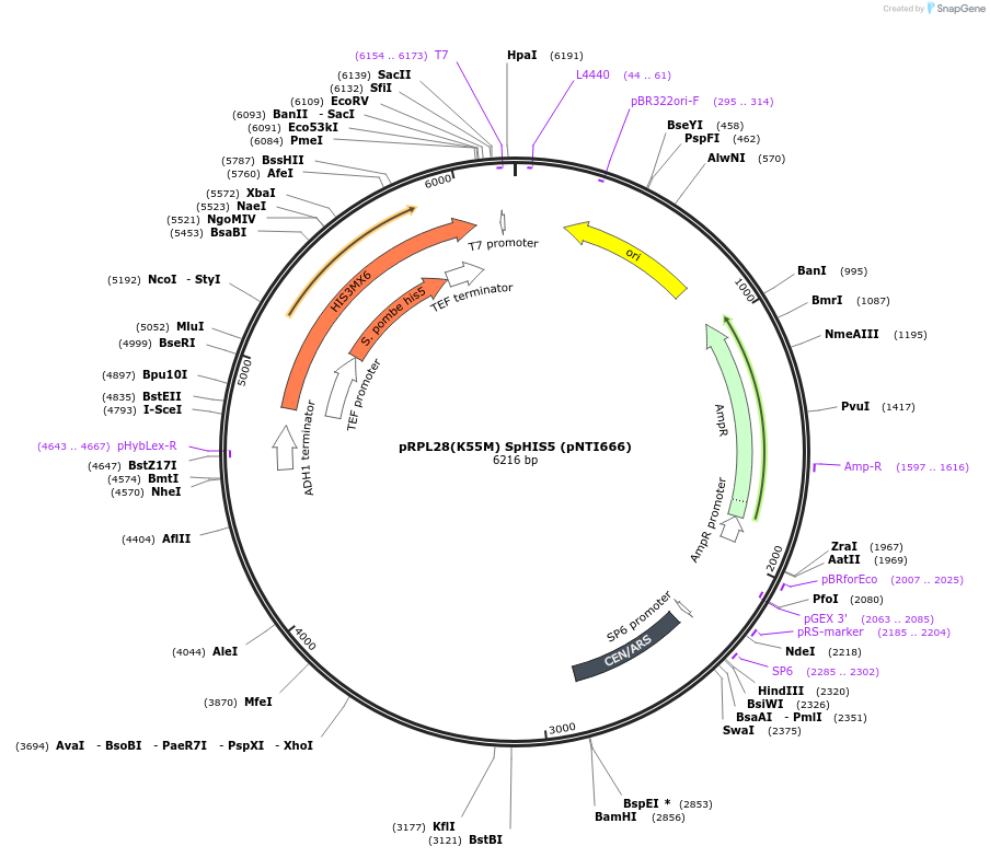 115436-plasmid-map-sequence-id-225411