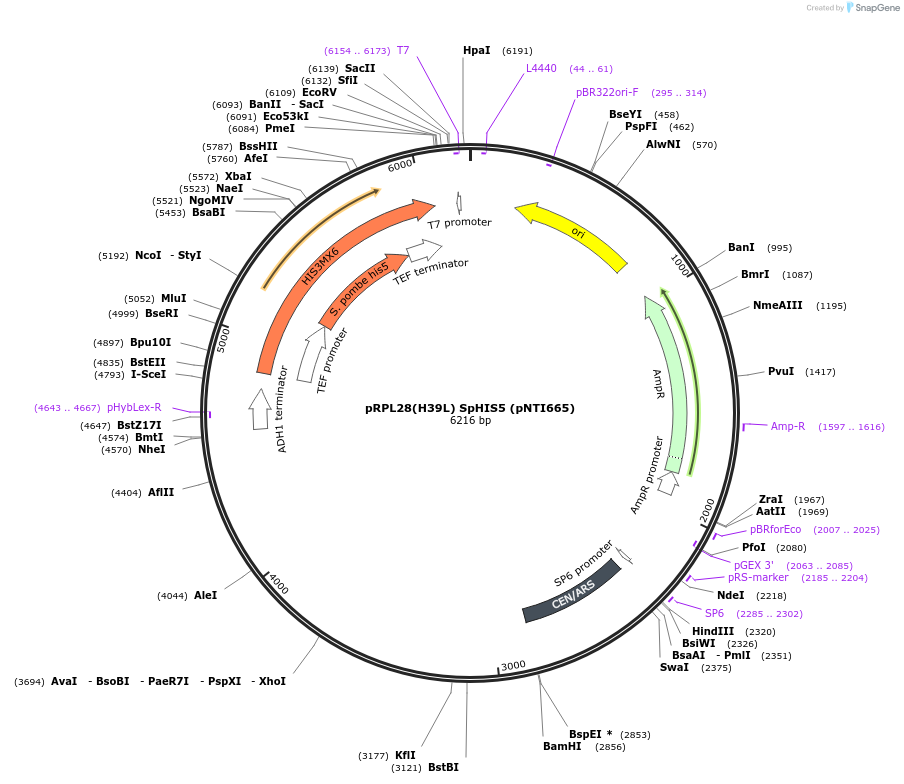 115435-plasmid-map-sequence-id-225415