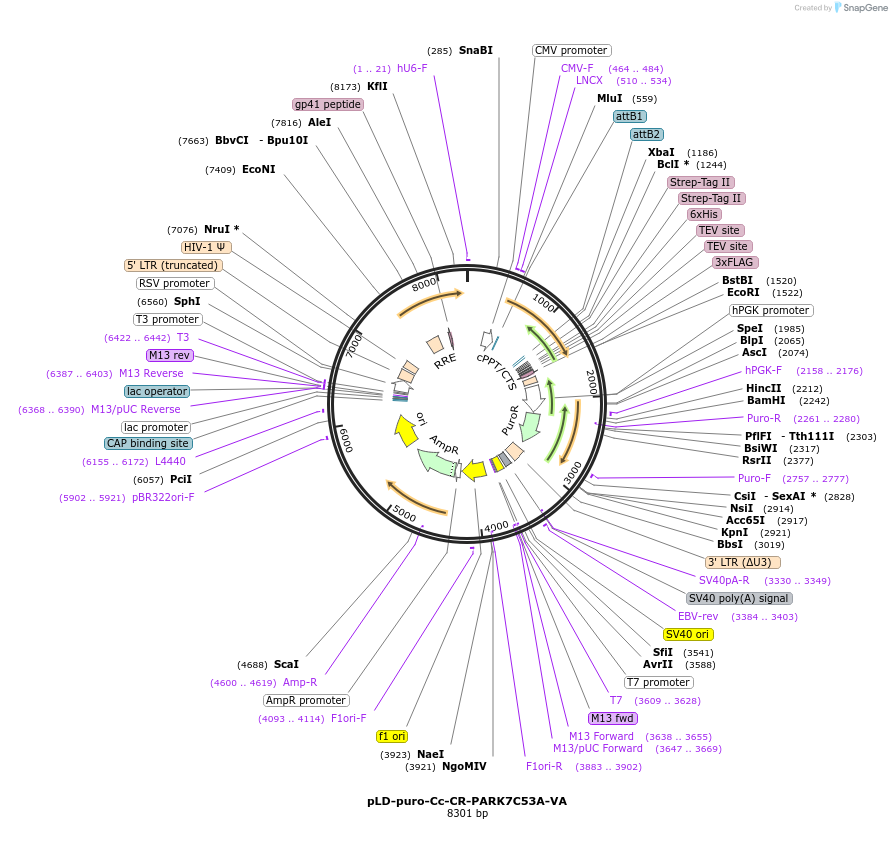 115189-plasmid-map-sequence-id-225429