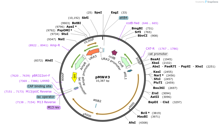 13350-plasmid-map-sequence-id-225430