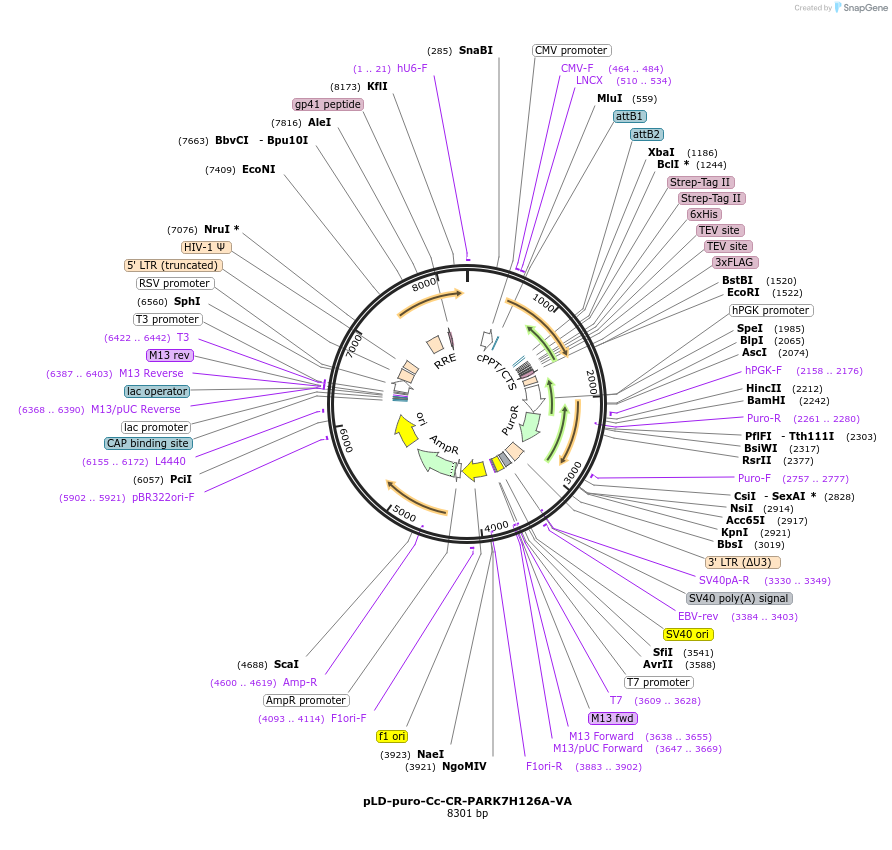 115190-plasmid-map-sequence-id-225431