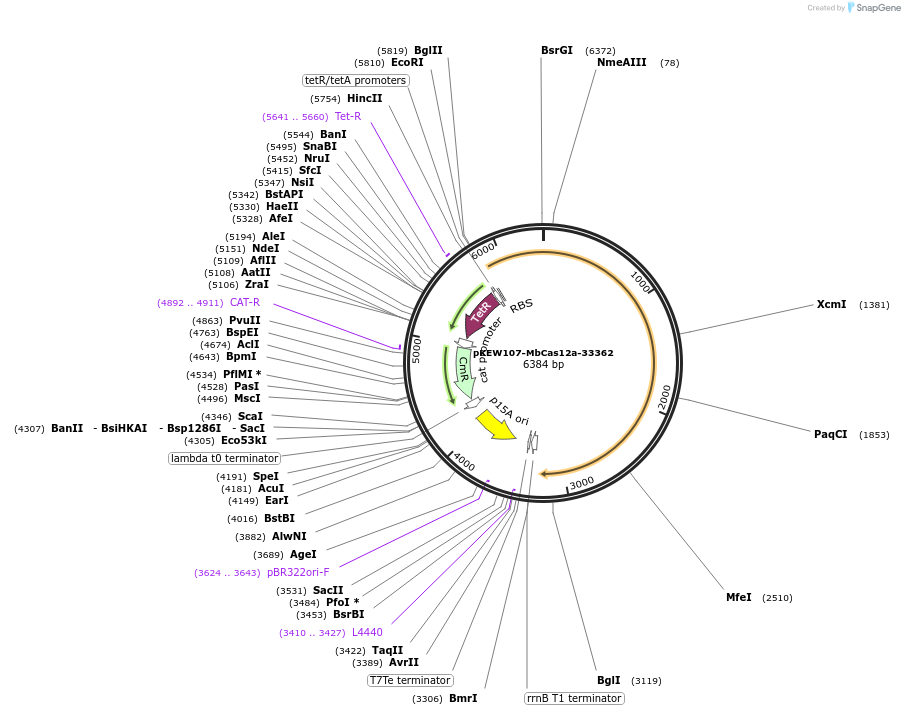 115654-plasmid-map-sequence-id-225437
