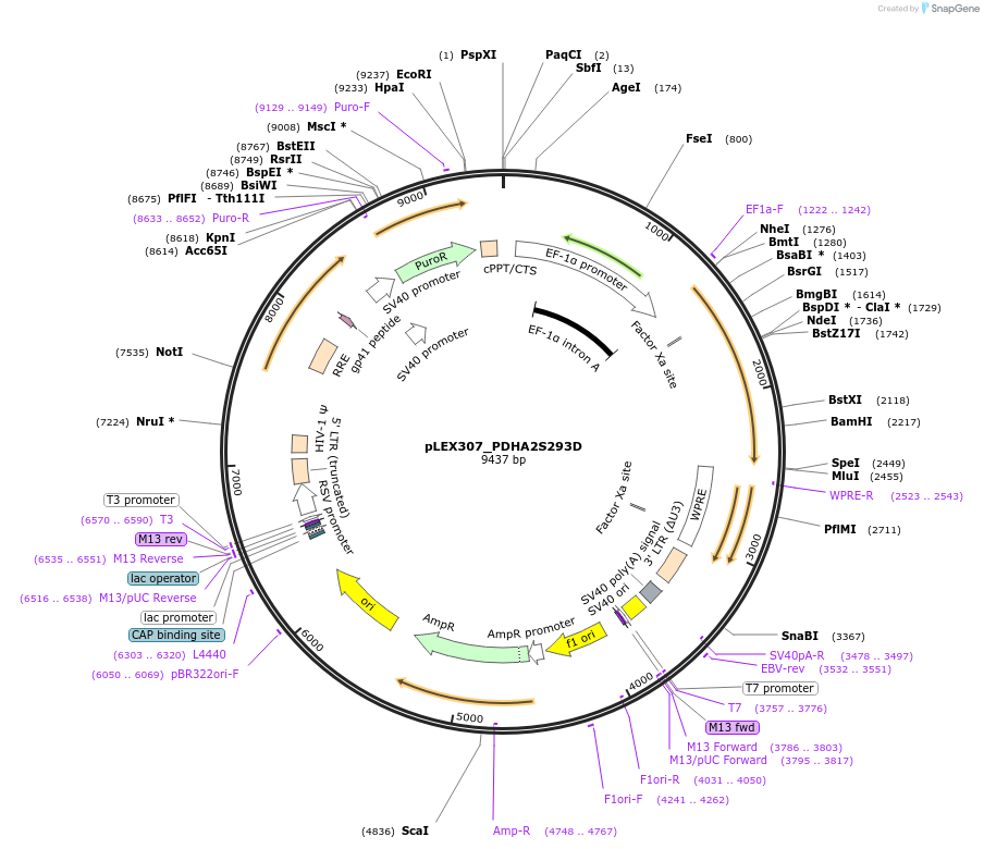115194-plasmid-map-sequence-id-225473