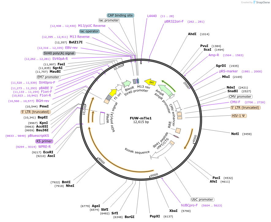 119234-plasmid-map-sequence-id-225493
