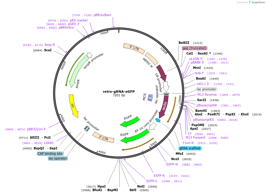116926-plasmid-map-sequence-id-225514