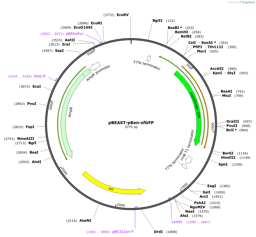 114598-plasmid-map-sequence-id-225515