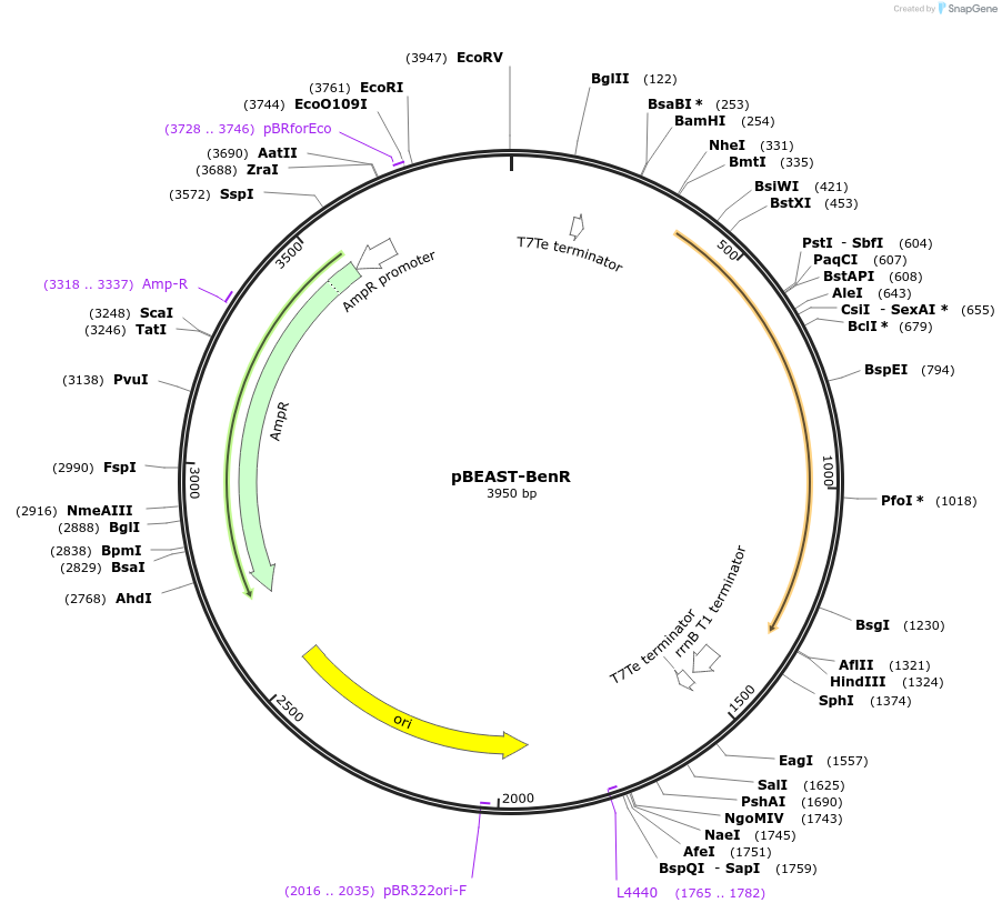 114597-plasmid-map-sequence-id-225522