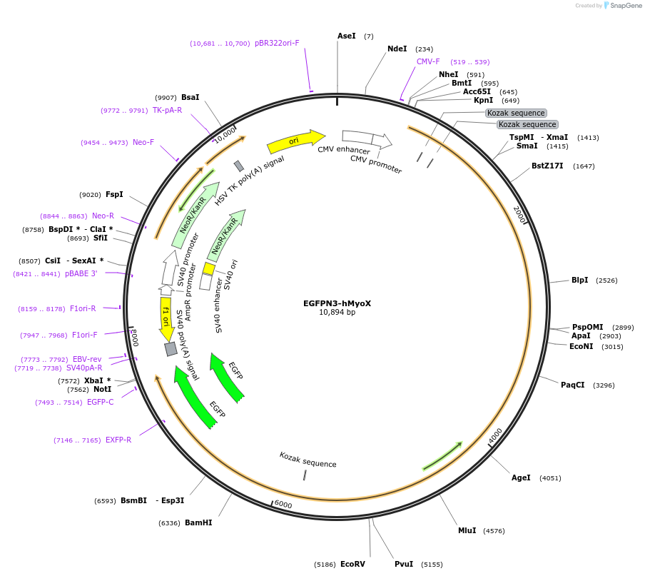47609-plasmid-map-sequence-id-225524