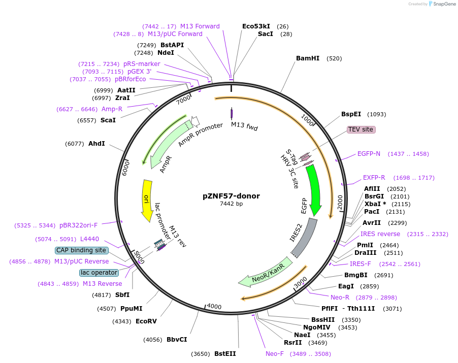 112296-plasmid-map-sequence-id-225584