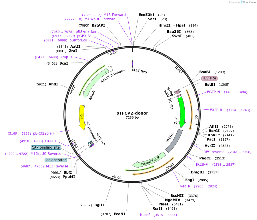 112308-plasmid-map-sequence-id-225589
