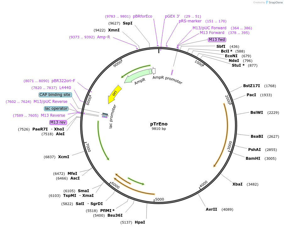 115474-plasmid-map-sequence-id-225594