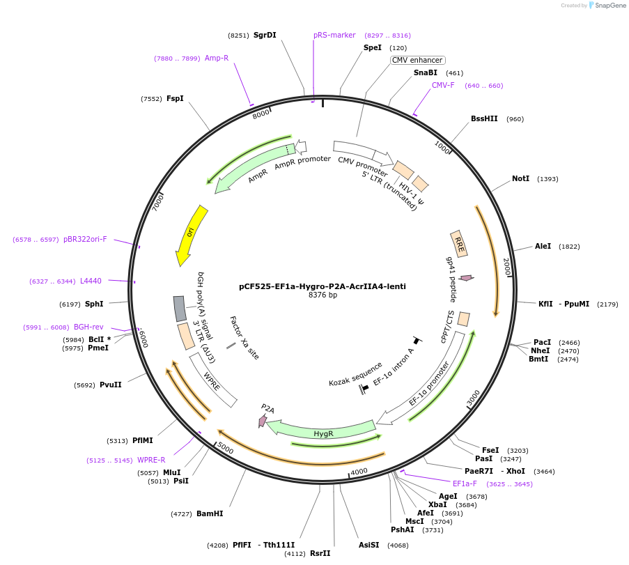 115795-plasmid-map-sequence-id-225602