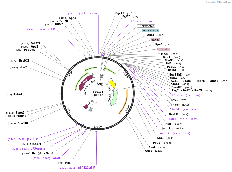 115792-plasmid-map-sequence-id-225607
