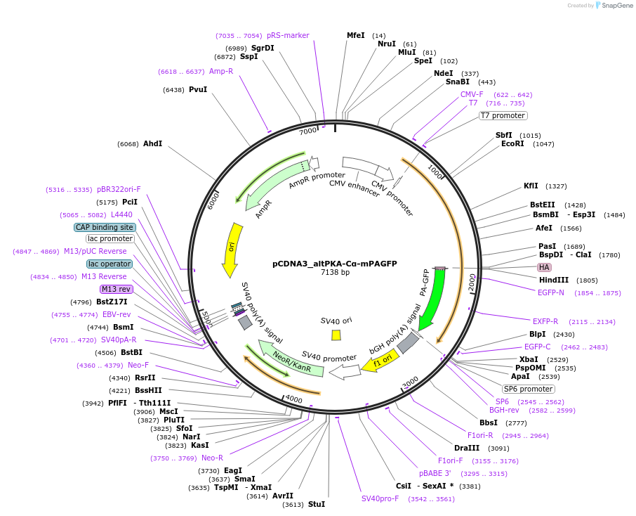 114133-plasmid-map-sequence-id-225608